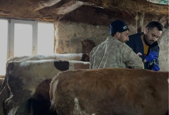 Amasya’da Şap Aşılama Çalışmaları Sürüyor