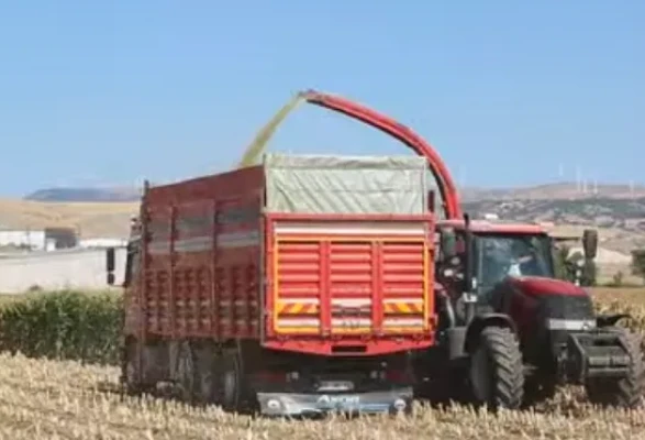 Amasya DSYB, 2025 Mısır Silajı Sezonunu Başlattı