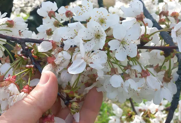 Amasya’da Zirai Don Kontrolleri Sürüyor