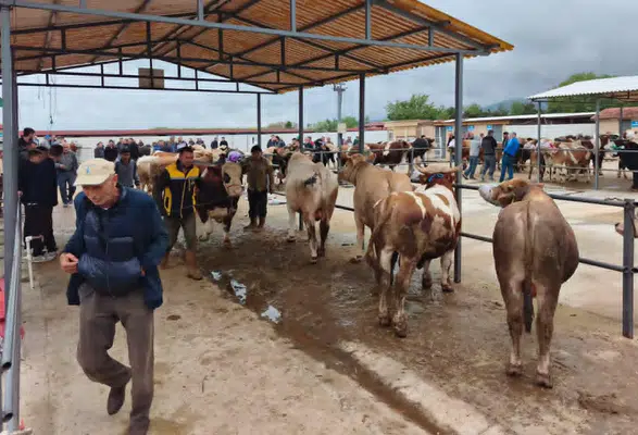 Hayvan Pazarında Bayram Umudu Devam Ediyor