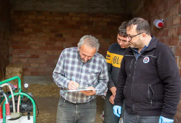 Merzifon’da Üretime 10 Gebe Düve Desteği