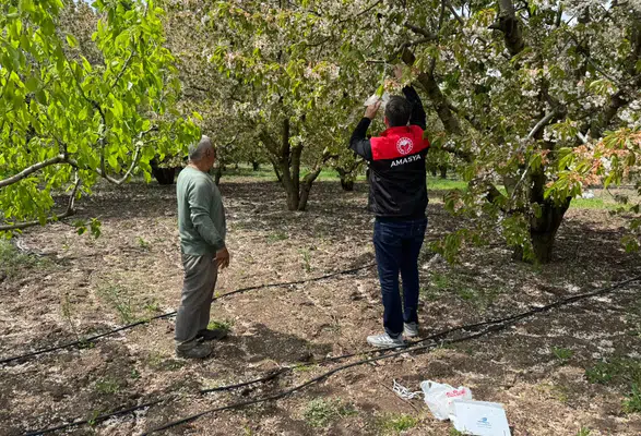 Amasya’da Üreticileri Koruyacak Hamle