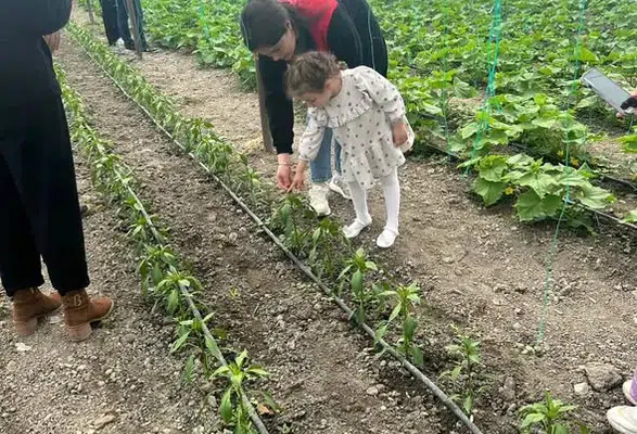 Merzifon’da Serada Uygulamalı Eğitim