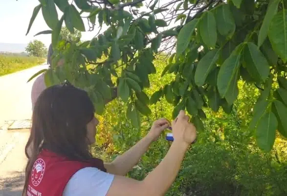 Merzifon’da Kahverengi Kokarca’ya Karşı Samuray Arıcığı Hamlesi!