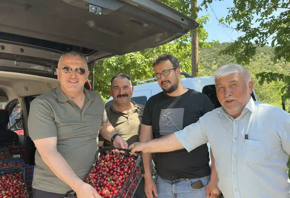 Vekil Hasan Çilez Amasya'da Kiraz Hasadına Katıldı