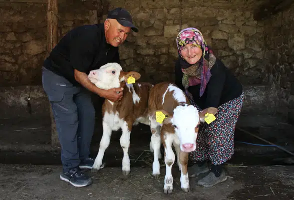 Amasya’da Renkli Hayvancılık Hikayesi