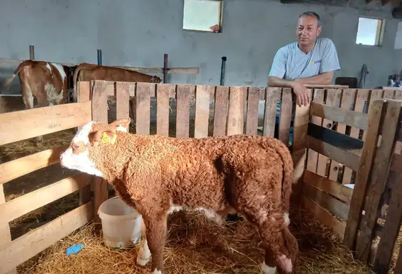 Amasya’da Genetik Kalite Artıyor