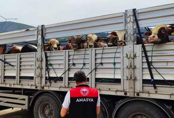 Amasya’da Hayvan Sevkleri Sorunsuz Tamamlandı