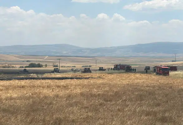 Merzifon’da Ekili Arazide Yangın Paniği! İtfaiye Faciayı Önledi