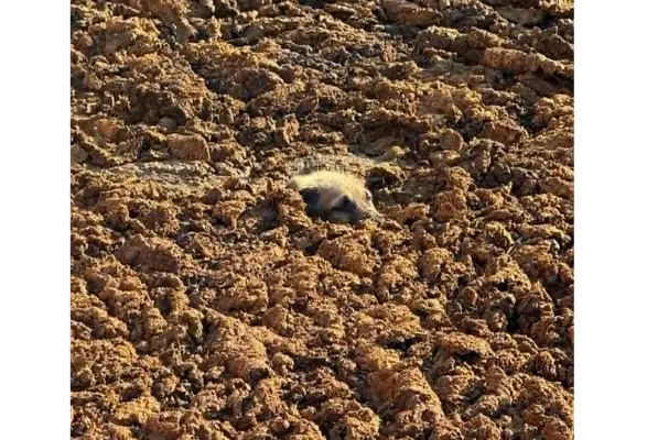 Merzifon İtfaiyesi'nden Yürek Isıtan Kurtarma! Mahsur Kalan Yavru Köpek Kurtarıldı