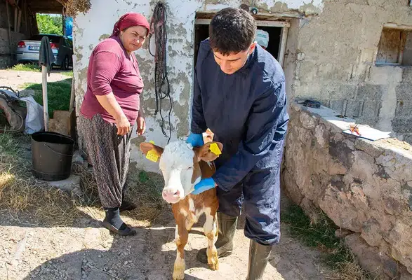 Amasya'da Hayvancılıkta Kayıt Sistemi Güçleniyor
