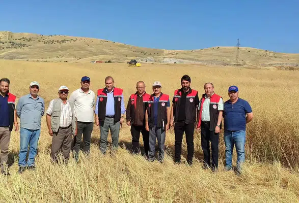 Merzifon'da Dekarda 400 Kilo Verim!