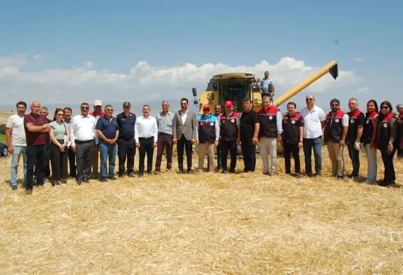 Merzifon'da İlk Kez Ekilen Kanola Hasat Edildi: Çamlıca Köyü'nde Tarihi Gün