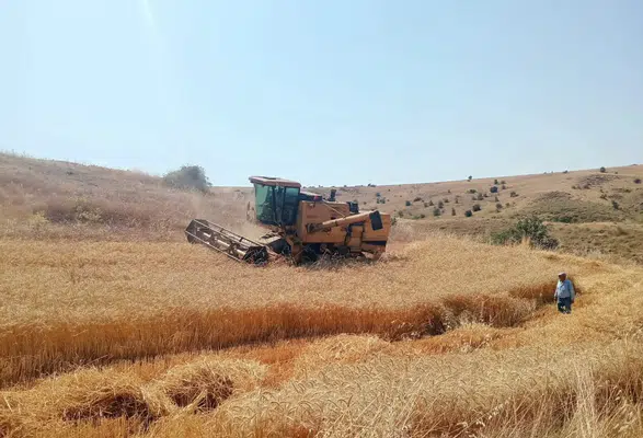Merzifon’da Hasat Denetimi