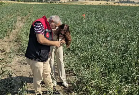 Merzifon’da Soğan Tarlaları Mercek Altında!