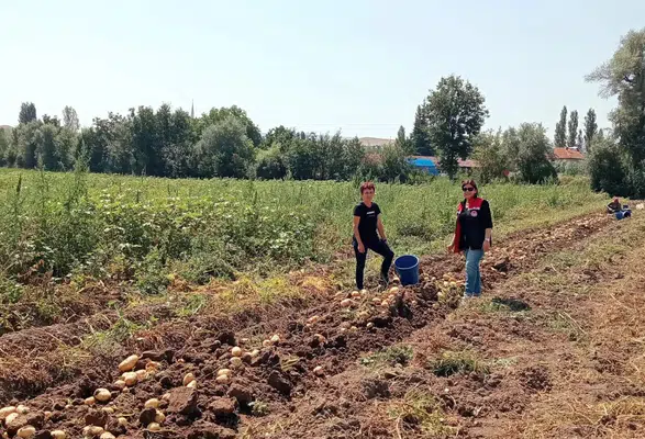 Merzifon’da Patates Üretimine Sıkı Denetim
