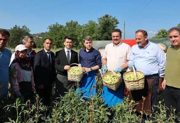 Amasya’nın Altın Değerindeki Bamyasında Hasat