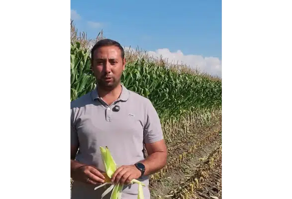 Amasya’da Mısır Silajı Mesaisi Başladı!