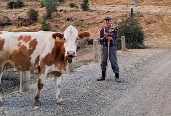Amasya Hayvancılığında 14 Bin 514 Uygulama