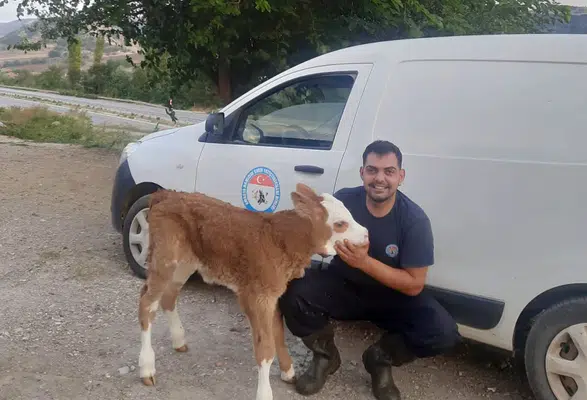 Amasya DSYB Eymir Köyü’nde Buzağıları Kayıt Altına Aldı