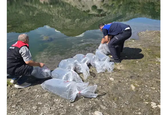 Amasya Göletlerine 200 Bin Sazan Yavrusu