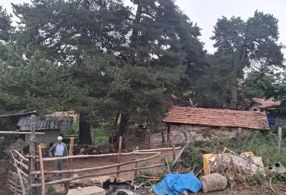 Amasya DSYB’den İl Genelinde Suni Tohumlama Çalışması