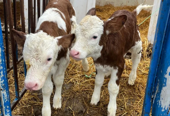 Amasya’da Sağlıklı Buzağı