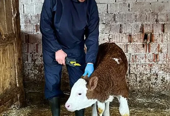 Amasya’da Hayvancılığa Dev Adım