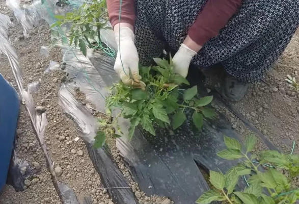 Amasya’da Seralara Yakın Takip