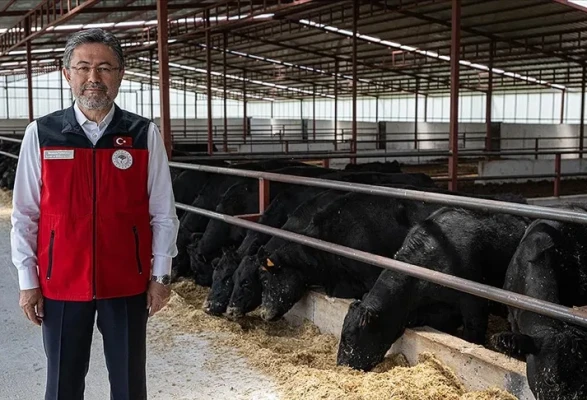 Amasya Hayvancılık Üssü Oldu