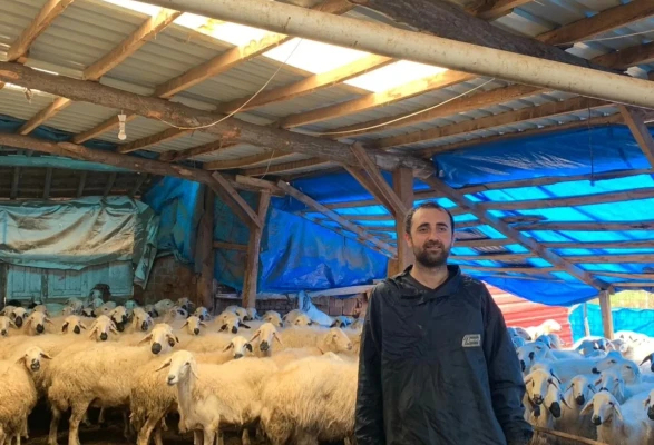 Merzifon’da 19 Koyunla Başladı, 400’e Yaklaştı