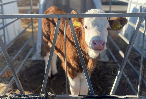 Amasya’da Hayvancılıkta Verim Hamlesi