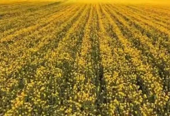 Merzifon Tarımında “Sarı Altın” Dönemi Başladı