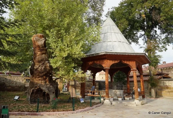 400 Yıllık Çınar Arıların Yuvası Oldu!