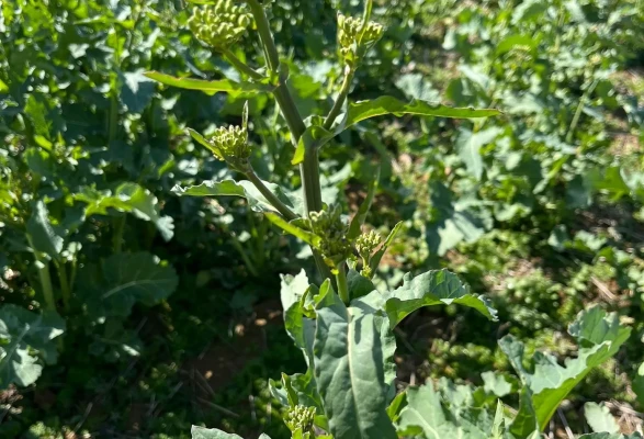 Hamamözü’nde Kanola!