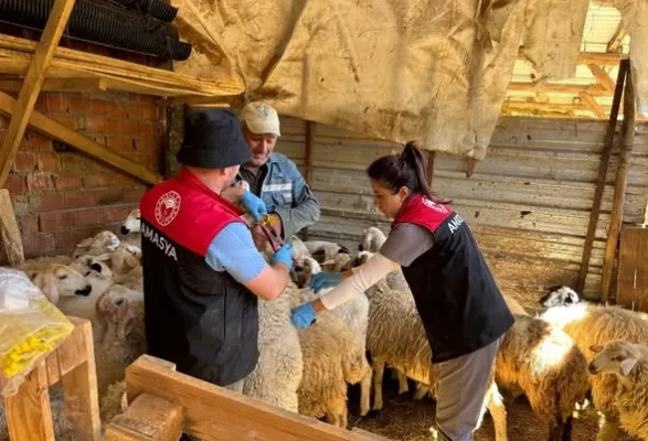 Amasya’da Küçükbaş Hayvanlara Sağlık Seferberliği