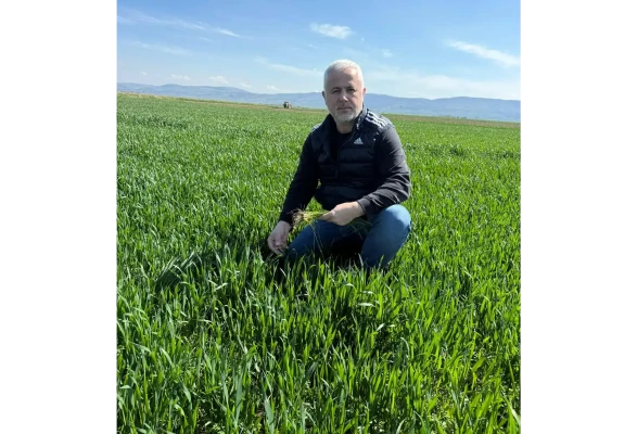 Merzifon’da Tarlalarda Tehlike: Hastalık Yayılıyor!