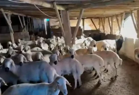 Çorum’da Ahır Mühürlendi, Hayvanlar İçeride!