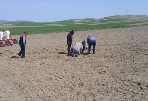 Merzifon’da Çiftçiye Sahada Teknik Destek