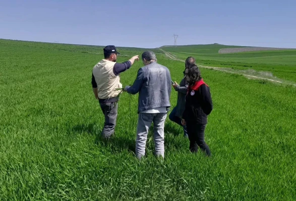 Merzifon’da Tarım Arazilerinde Yoğun Çalışma