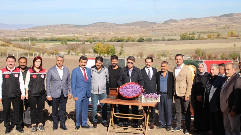 Ayvalıpınar Köyü’nde Safran Hasadı Başladı