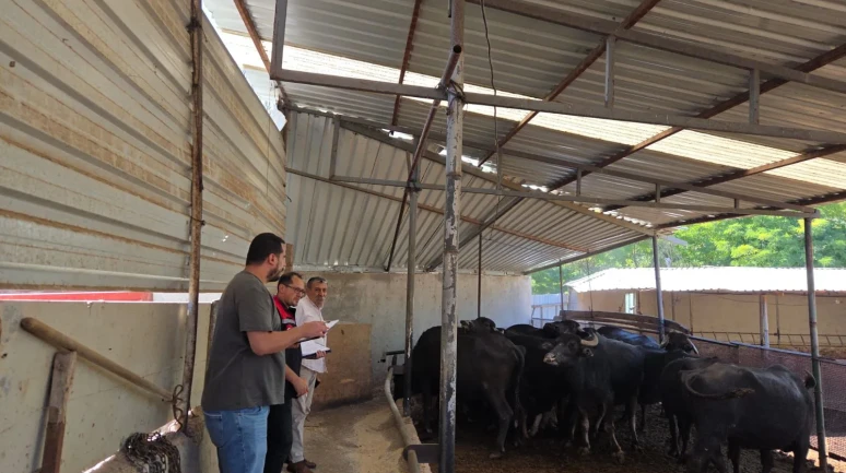 Amasya’da Halk Elinde Anadolu Mandası Projesi Tüm Hızıyla Sürüyor