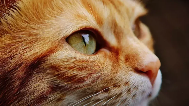 Rüyada Kedi Görmek Ne Anlama Gelir? | Rüyada Eve Kedi Girmesi ve Yavru Kedi Görmenin Tabirleri