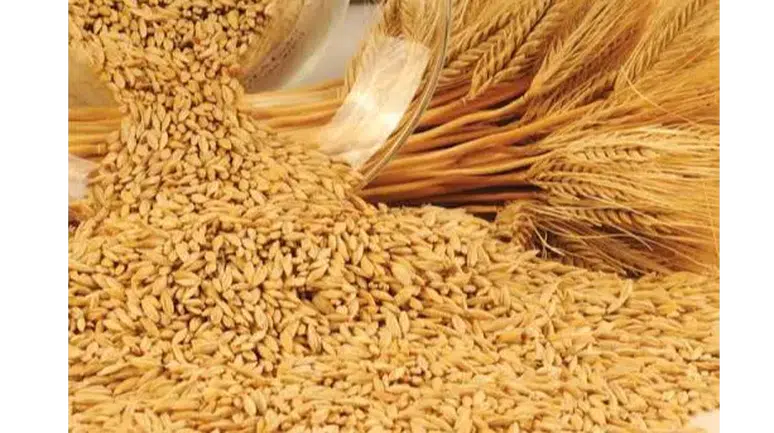Arpa Alım Fiyatında Şok İndirim