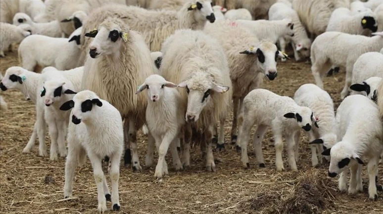 Rüyada Koyun Görmek Ne Anlama Gelir? İşte Rüyada Koyun Görmenin Yorumları