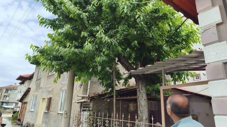 Çorum’da Kiraz Toplarken Feci Ölüm