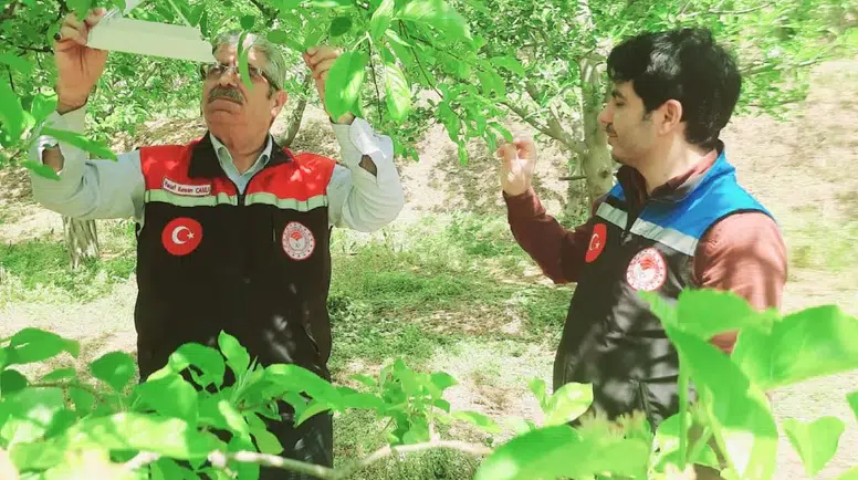 Amasya’da Ürün Kaybına Karşı Önlem