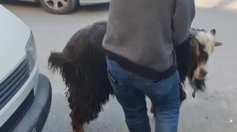 Amasya’da Firari Keçi Panik Ve Kahkaha Dolu Anlar Yaşattı