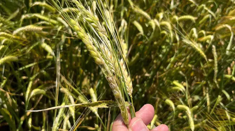 Merzifon’da Üreticinin Zararı Büyük