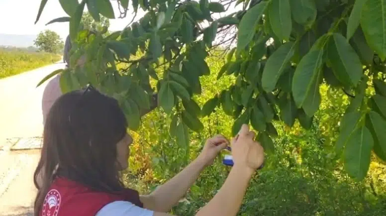 Merzifon’da Kahverengi Kokarca’ya Karşı Samuray Arıcığı Hamlesi!